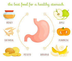 The best food for a healthy stomach. Vector infographic on the theme of healthy eating. How to improve digestion. Information banner. Diet for a sick stomach.