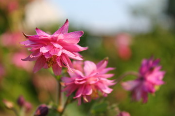 Pink purple columbine Aquilegia formosa . Canadian columbine or aquilegia beautiful wild flower of western