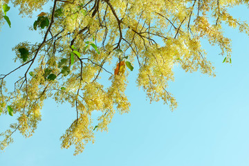 Dipterocarpaceae,Perennials in the Deciduous Dipterocarp Forest and Benjaphon Forest. In the area of monsoon, local wood, northeastern Thailand Fragrant white flowers bloom every January.