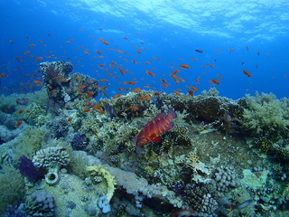 Naklejka na ściany i meble Scuba Diving Red Sea Egypt