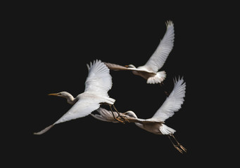 flying bird