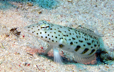 Obraz premium Scuba Diving Red Sea Egypt