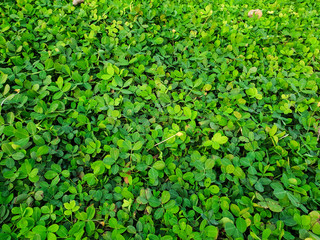 the beautiful grass lay down on the side of the road