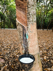 fresh Rubber Tapping at the Rubber tree