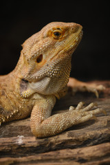 Close up of Bearded dragon (Pogona Vitticeps).