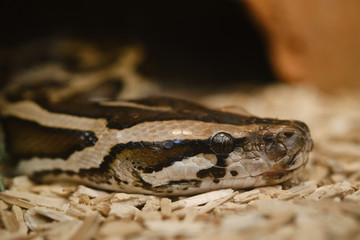 close up face of Burmese python (Python bivittatus) on ground.