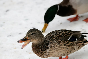duck in water