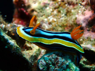 Scuba Diving Red Sea Egypt