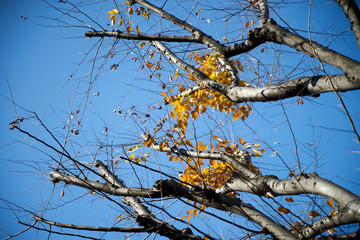 黄葉・残り・青空