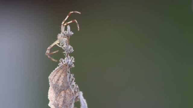 A male adult Crab Spider (Thomisidae sp, probably Misumenops sp) works with its web's threads on top of a lavender flower.