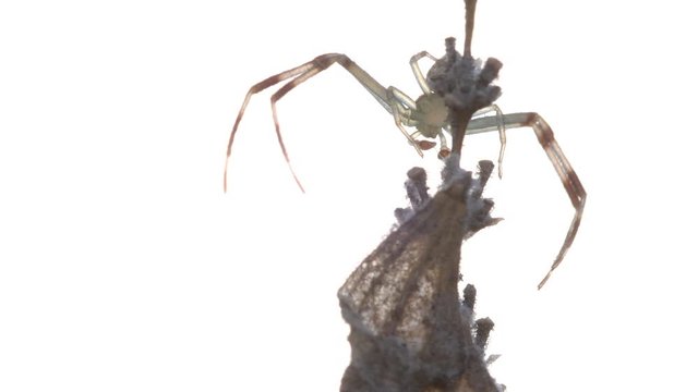 A male adult Crab Spider (Thomisidae sp, probably Misumenops sp) stays still, then hagns through a thread, seen against a bright background.