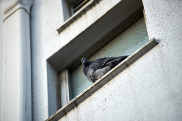 ビルの窓にいる鳩