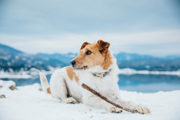 Cute fox terrier chewing a stick in winter landscape. 