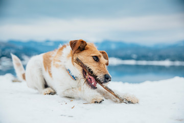 Cute fox terrier chewing a stick in winter landscape. 