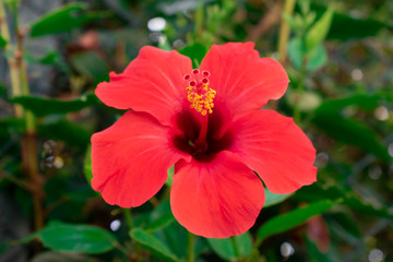 Red hibiscus flower close-up. Hibiscus rosa sinensis is fiery red. Scarlet Chinese rose. Tropical flowers. The national symbol of Malaysia. Shot on the island of Corfu, Greece.