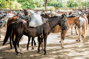 Obraz na płótnie Canvas horse in farm in Costa Rica
