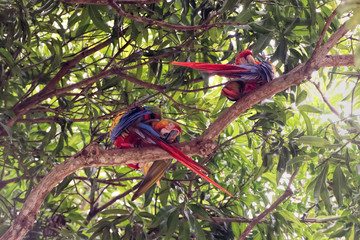 macaw bird  in Costa Rica