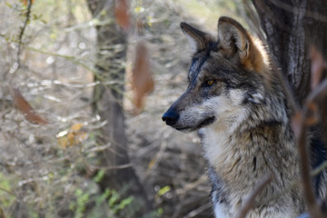 portrait of a wolf