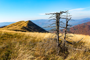 old dead tree - Bieszczady - mountains in Poland © Adam Wasilewski