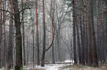 Fototapeta na wymiar Misty winter forest in the snow. Beautiful Wallpapers.