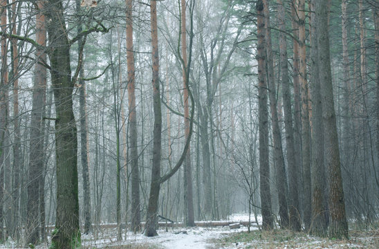 Misty winter forest in the snow. Beautiful Wallpapers.