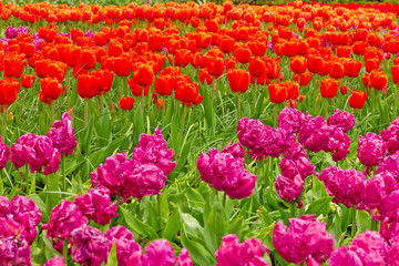 Tulip garden flowers pink and red, Holland, Kukenhof park, The Netherlands