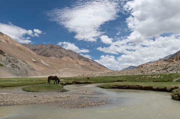 Horses  Grazing at Chumathang Platue near Pangong Lake, Ladakh, India, Asia