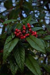 red berries on a branch
