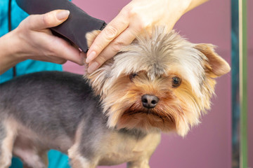 Dog gets hair cut at Pet Spa Grooming Salon. Closeup of Dog. cut the dog with a trimmer. groomer concept.