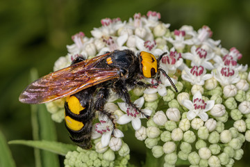 Megascolia maculata, avispa gigante inofensiva.