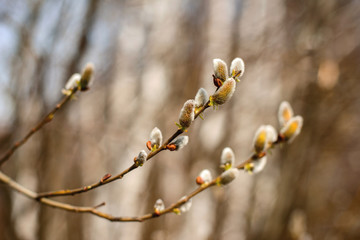 willow buds