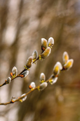 willow buds
