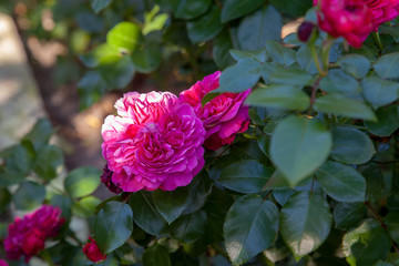 Beautiful rose bush growing in the garden.