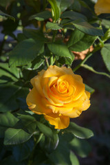 Beautiful rose bush growing in the garden.
