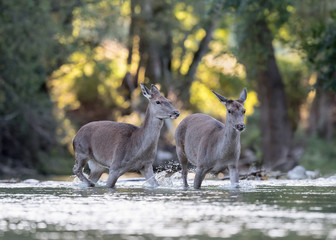 Deer cross the river in the forest (Cervus elaphus)