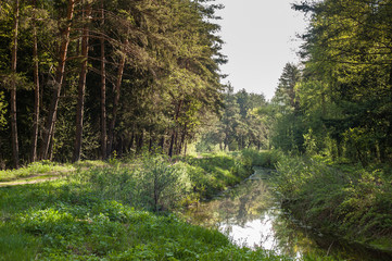 summer forest