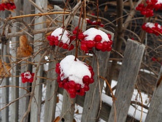 red berry viburnum on a branch in the snow in the garden