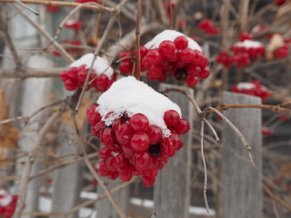 red berry viburnum on a branch in the snow in the garden