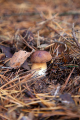 Imleria badia or Boletus badius commonly known as the bay bolete growing in pine tree forest..