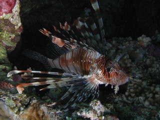 Naklejka na ściany i meble Lionfish hiding in the shadow of corals.
