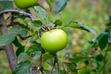Shiny delicious green apples on a branch ready to be harvested in an apple orchard..