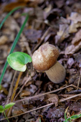 Single Boletus mushroom in the wild. Porcini mushroom grows on the forest floor at autumn season..