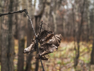 dry leaf hanging on a tree in autumn, Moscow