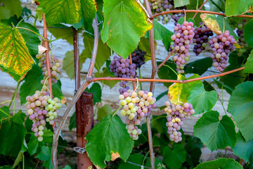 Bunch of grapes with pink and green berries in the garden.