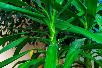 indoor plants taken on a winter day with light from the window