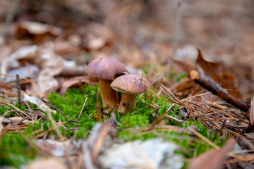 Double mushroom imleria badia commonly known as the bay bolete or boletus badius growing in pine tree forest..