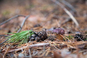 Imleria badia or Boletus badius commonly known as the bay bolete growing in pine tree forest..