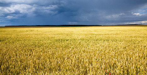 Fototapeta premium agricultural field with yellowed wheat