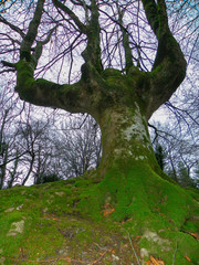 beech inside a natural park crossed by a river. In autumn