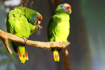 The red-tailed amazon (Amazona brasiliensis), also known as a red-tailed parrot sitting on a branch with a green background.Pair of amazons sitting on a branch.